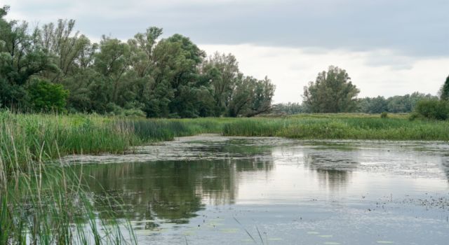 Moeras en ooibos in de Gendtse Waard