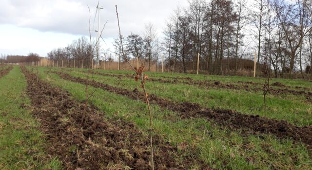 Jonge aanplant van nieuw bos