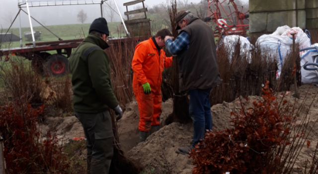 inkuilen van de bomen