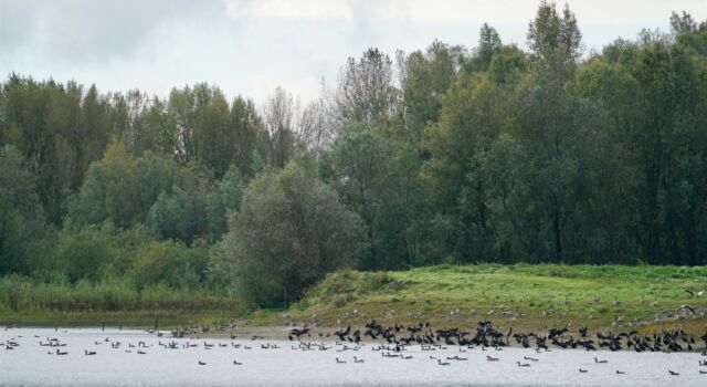 Vossegat, Gendtse Waard, foto: Twan Teunissen