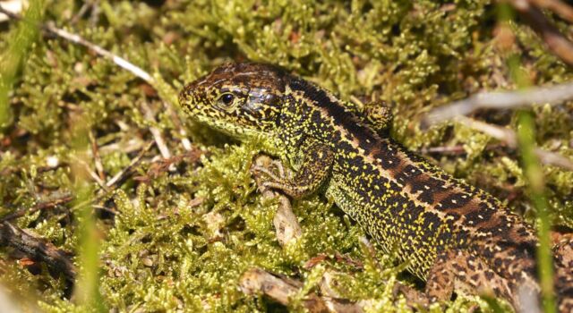 Zandhagedis, foto: Twan Teunissen