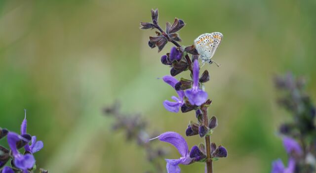 bruin blauwtje op veldsalie. foto: Twan Teunissen