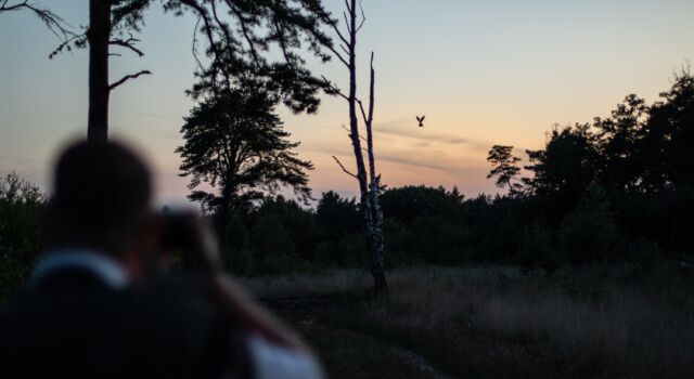 Nachtzwaluw, foto : Marco van de Burgwal