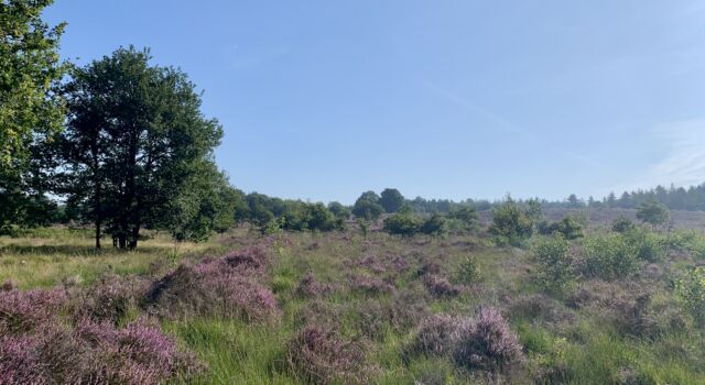 Bloeiende struikhei op Mulderskop, foto: Twan Teunissen