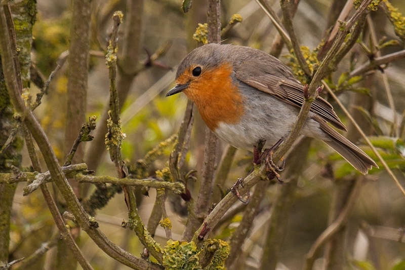 roodborstje op Rottumeroog roodborstje op Rottumeroog, april 2012