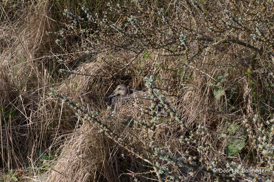 Broedende eider.