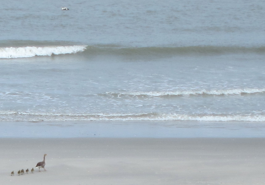 Grauwe gazen met pullen. Foto: Tim van Nus