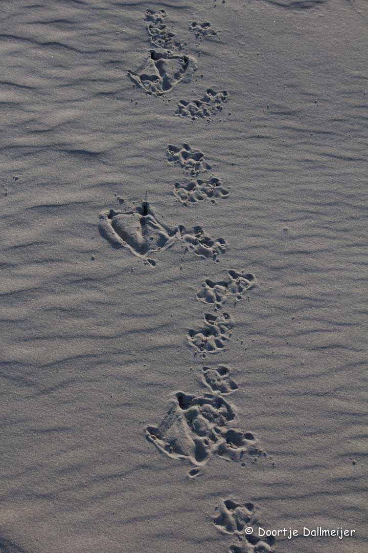 Grauwe ganzen met pullen sporen.