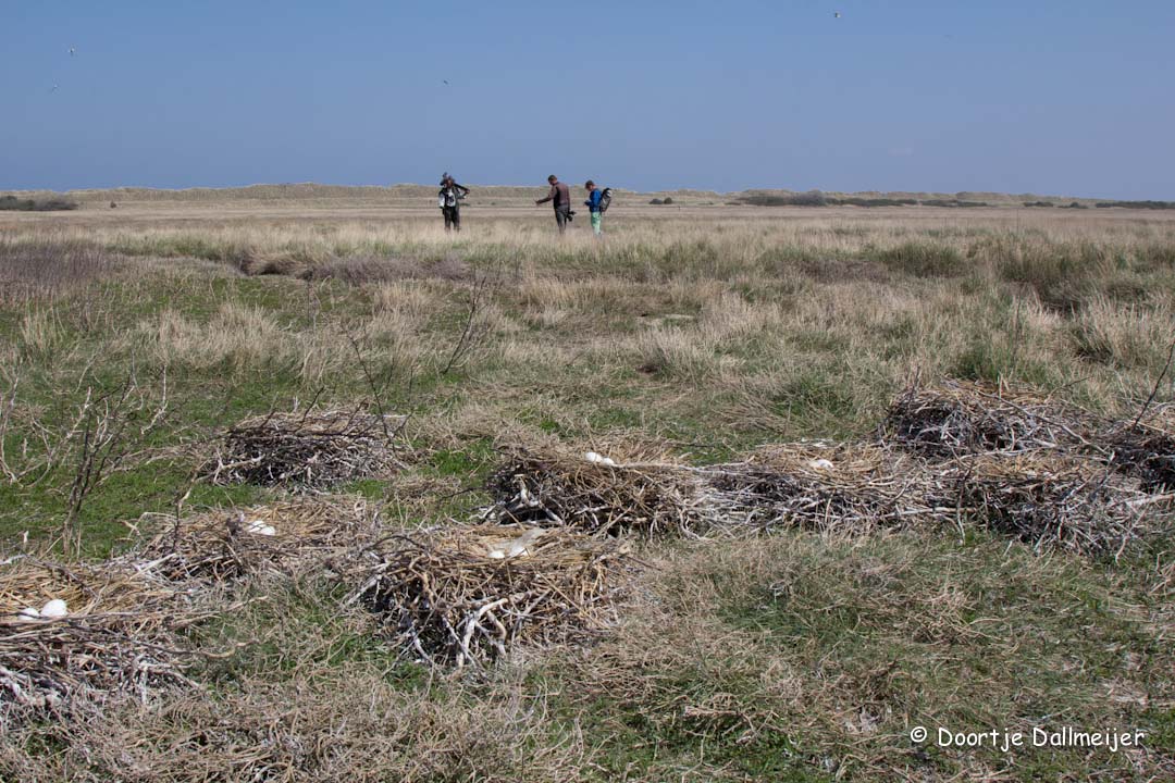 Lepelaarsnesten met eieren