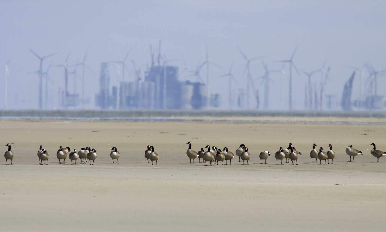 Canadeze ganzen met op de achtergrond de windmolens Eemshaven. Foto Mark Zekhuis