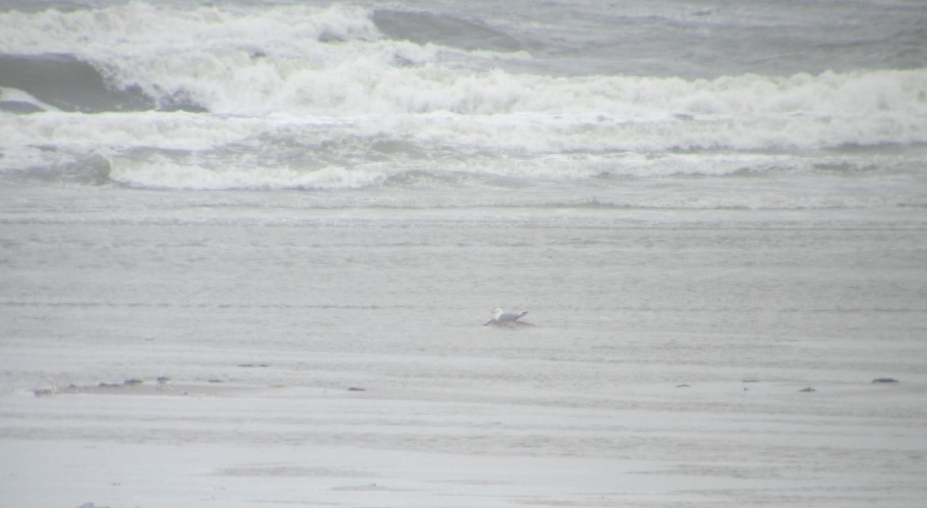 Zilvermeeuwennest, vlak voor het wegspoelde.