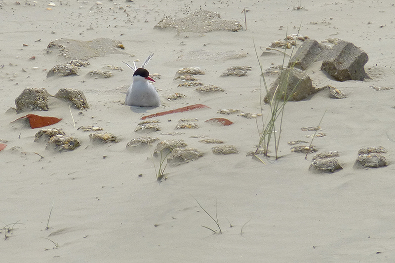 Noordse stern op nest