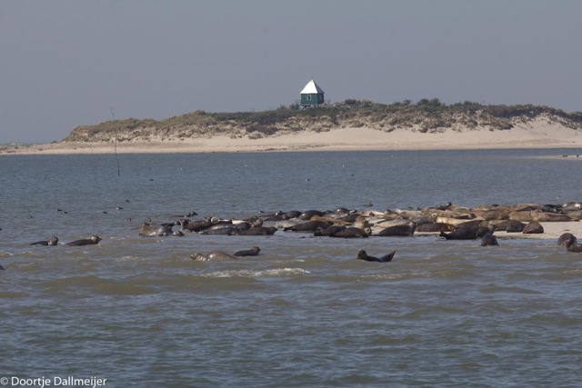 Zeehonden op de oostpunt van Rottumerplaat