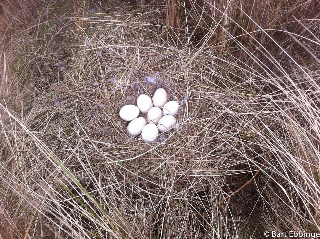 De eerste eieren van de Grauwe gans.