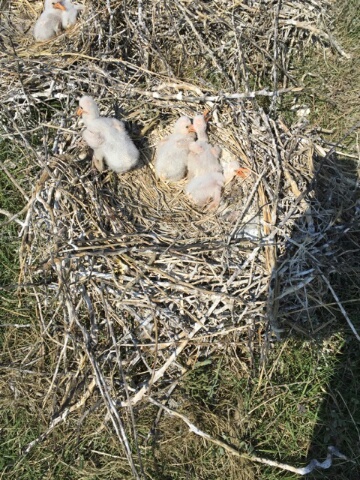 Nest met jonge lepelaars.