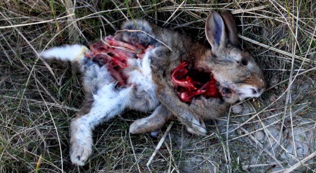 dood konijn Rottumerplaat