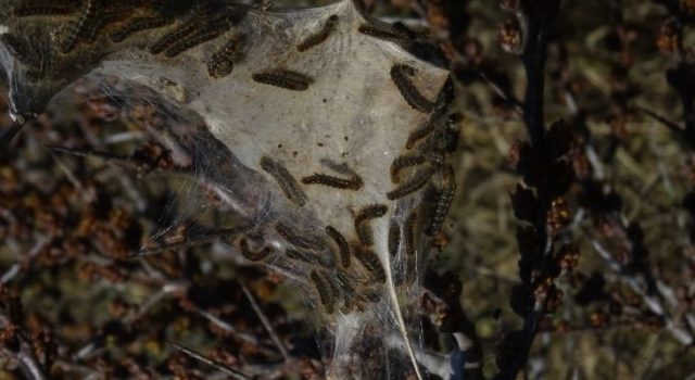 bastaardsatijnrups spinsels in duindoornstruik