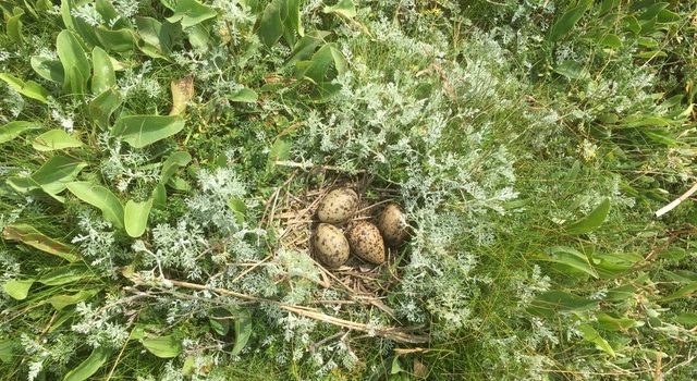 nest met drie visdief eieren en één tureluur ei