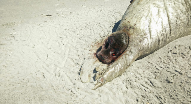 dode zeehond met jong
