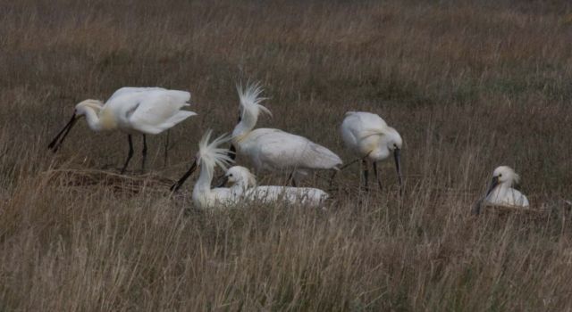 Lepelaars op nest Rottumerplaat