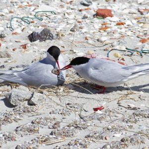 Noordse sterns met jong.