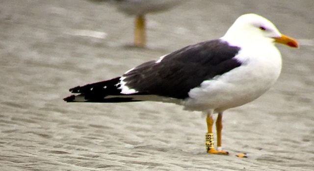 Kleine mantelmeeuw met ring.