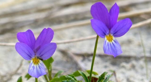 Duinviooltje: de waardplant voor de kleine parelmoervlinder