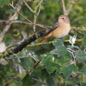 Gekraagde roodstaart vrouw op de Stuifdijk.