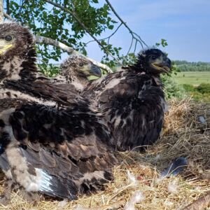 Zeearend kuikens in het nest Slikken van Flakkee