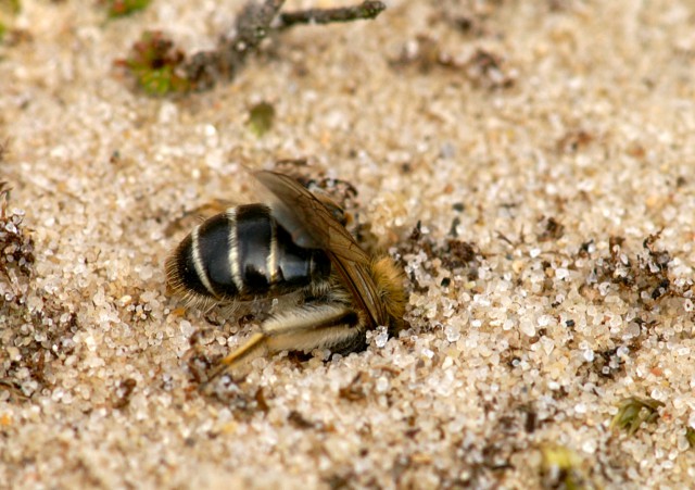 Zilveren zandbijen hebben kaalzand nodig om hun nest in te bouwen.