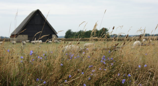 Hoge Berg, Texel, grasklokje, schapenboet