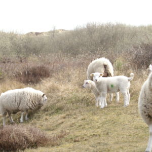 schapen duinen Texel