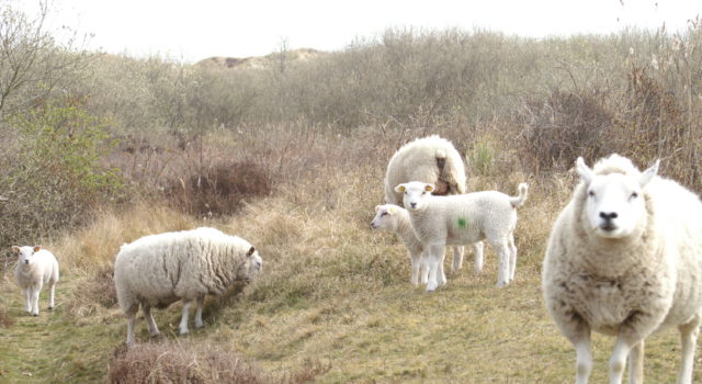 schapen duinen Texel