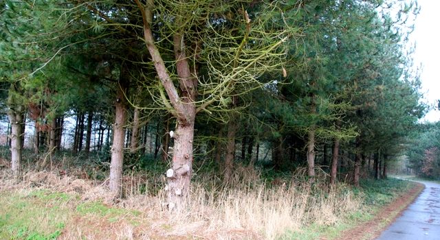 Ruimte voor bomen in het Krimbos op Texel; nu blessen, later dunnen - Texel