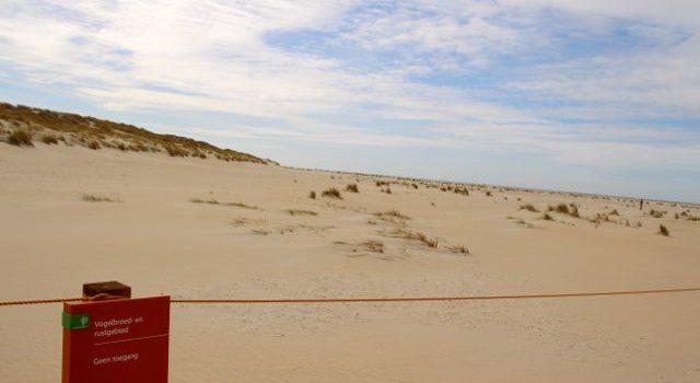 strandbroeders, Texel. Staatsbosbeheer