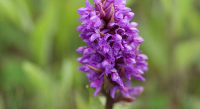 Brede orchis op Texel