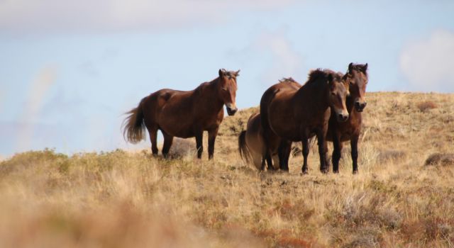 Exmoor pony's in de Bollekamer op Texel