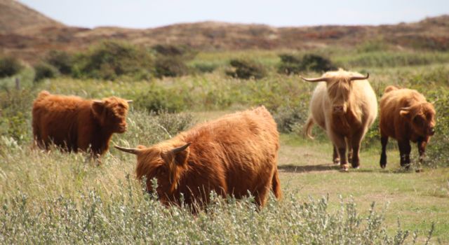 Schotse hooglanders in de Bollekamer op Texel