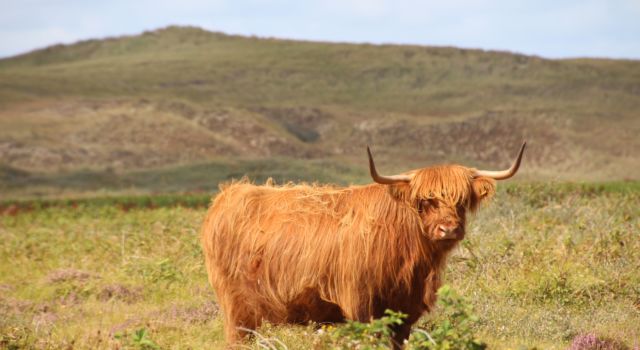 Schotse hooglander in de Bollekamer op Texel