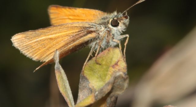 Zwartsprietdikkopje op Texel