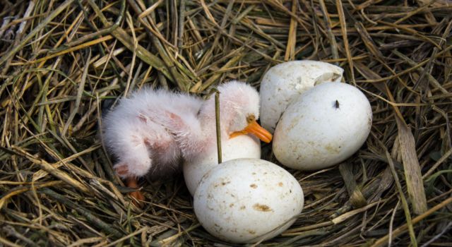 Broedseizoen: jonge lepelaar in nest