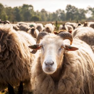 Een kudde schapen op de heide