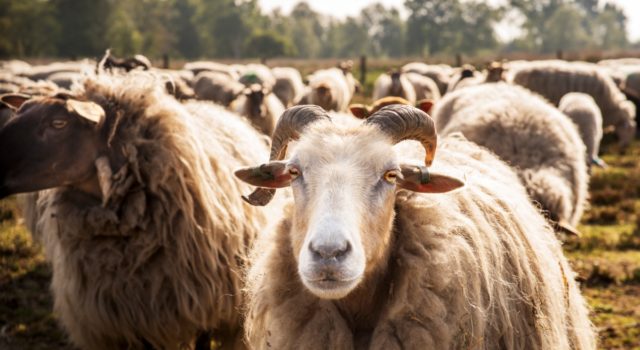 Een kudde schapen op de heide