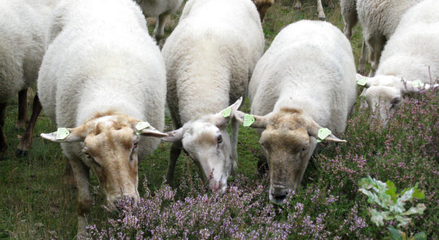 Schapen op de heide