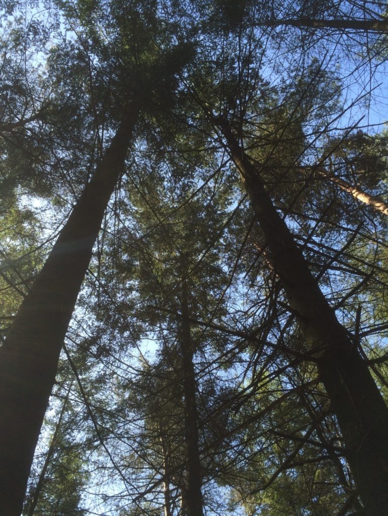 Op deze afbeelding is de keus gevallen op de linker boom. Deze is recht en nagenoeg takvrij. De rechterboom, met veel dikke, dode zijtakken gaat weg om de betere boom door te laten groeien. Zoals je ziet zitten de kronen tegen elkaar aan, wat bomen belemmerd in hun groei.