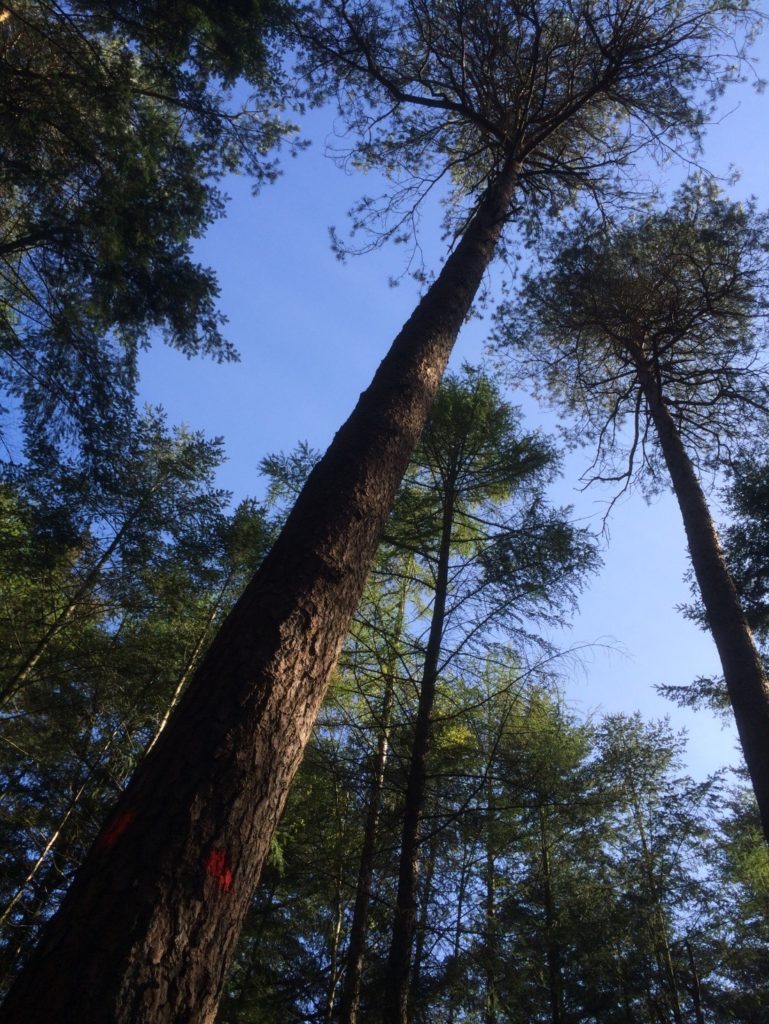 Op deze foto is het bosvak ongeveer 10 jaar ouder dan op de eerste foto. De bomen hebben al meer ruimte gekregen, maar toch zitten de kronen nog tegen elkaar aan. Het wordt wel steeds lastiger om de beste bomen uit te kiezen omdat we in de eerdere drie of vier dunningen de mindere bomen al weg hebben gehaald.