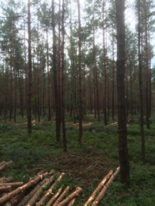 Op bovenstaande foto is aan de gezaagde stammen goed te zien hoe de werkpaden lopen.