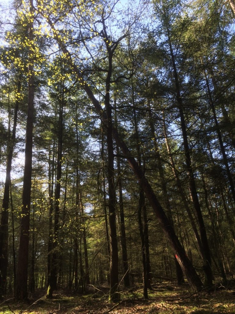 Deze gemarkeerde boom heeft langere tijd goed gegroeid, maar is sinds de laatste dunning scheef gewaaid. Doordat hij nu continu langs de toppen van andere bomen schuurt is het tijd om deze boom eruit te halen.