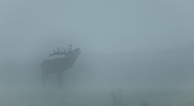 Burlend edelhert in de mist tijdens de edelhertenbronst op de Veluwe