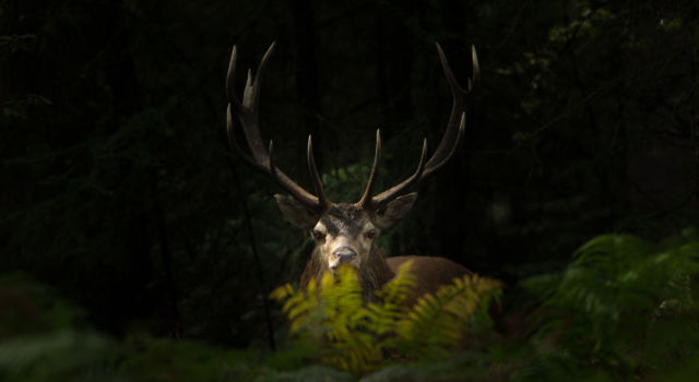 Edelhert in het bos, opgelicht door een streepje zonlicht